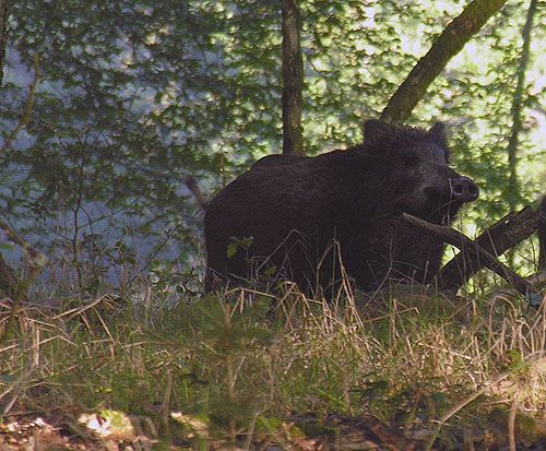  Image name: 00_50 Cinghiale.jpg 
 width: 500 pixel 
 height: 413 pixel 
 Size: 66347 bytes 
 Click to enlarge 